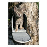 Correo del gatito tarjetón