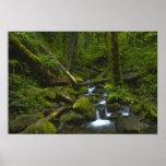 Corriente templada de la selva tropical en el río  posters