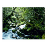 Corriente y bosque, parque nacional de los lagos n tarjeta postal