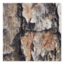 Corteza de árbol impresiones fotograficas