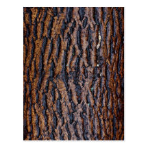 Corteza de árbol mojada tarjetas postales