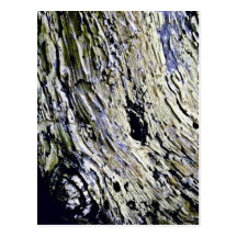Corteza de Monterey Cypress Tarjeta Postal