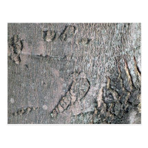 Corteza del arce de plata tarjeta postal