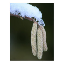 Corylus avellana tarjeta postal