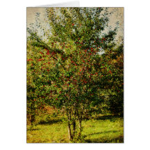 Cosecha del otoño tarjetas