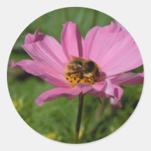 Cosmos - abeja ocupada pegatinas  