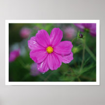 Cosmos rosado después de la lluvia posters