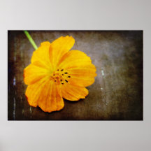 Cosmos vivo en naranja poster