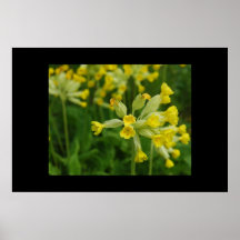 Cowslips Poster