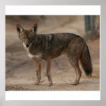 Coyote 005 poster