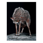 Coyote 2 tarjetas postales