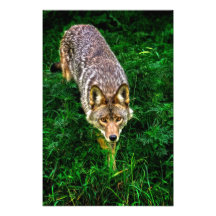 Coyote Arte Con Fotos