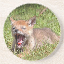 Coyote del bebé que bosteza posavasos personalizados