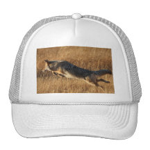 coyote gorra
