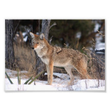 Coyote hacia fuera al oeste cojinete