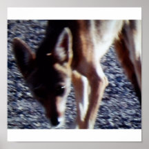 Coyote observado grande del bebé poster