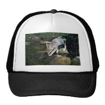 Coyote-perrito al lado de la corriente del verano gorra