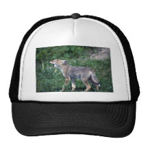 Coyote-perrito que grita en prado del verano gorro de camionero