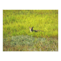 Coyote por las pimientas de Leslie Cojinete