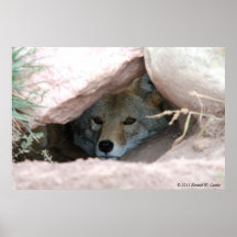 Coyote Impresiones