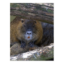 Coypu Postal
