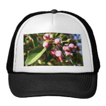 Crabapples rojo gorro de camionero