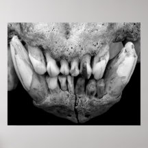 Cráneo B y W del oso polar Posters