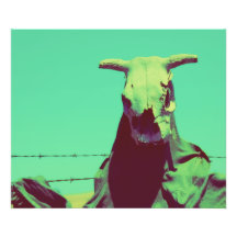 Cráneo cambiante de la vaca fotografias