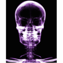 CRÁNEO ESQUELÉTICO DE VISION DE LA RADIOGRAFÍA - P ESCULTURAS FOTOGRÁFICAS