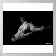 Cráneo muerto de la vaca posters