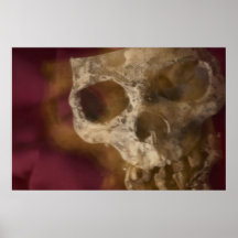 Cráneo Posters