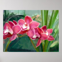 Creciente del Cymbidium Poster
