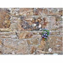 Crecimiento de flores de la pared escultura fotográfica