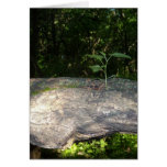 Crecimiento del árbol tarjetas