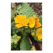 Crescendo del Primula de oro Papelería Personalizada