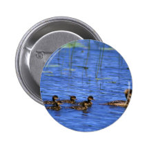 Cría del pollo de agua encapuchado pin