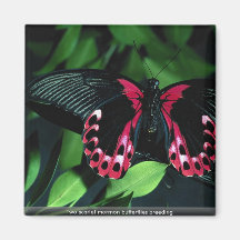 Crianza mormona de dos mariposas del escarlata imán de frigorifico