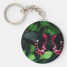 Crianza mormona de dos mariposas del escarlata llavero