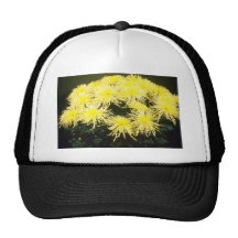 crisantemo amarillo "araña del amarillo" (florista gorras de camionero