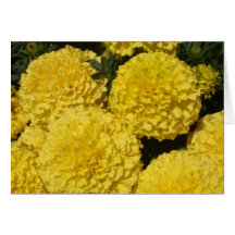 Crisantemo amarillo tarjetón
