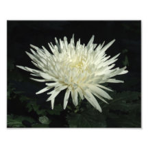 Crisantemo blanco 10" x 8" impresión de la foto