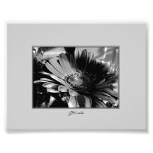Crisantemo en la impresión blanco y negro de la fo impresiones fotograficas