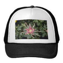 Crisantemo rosado "altura de la belleza" (florista gorros bordados