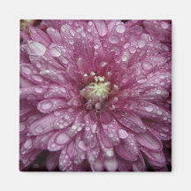Crisantemo rosado con las gotas de agua imán de nevera