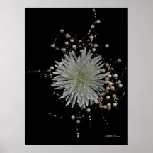 Crisantemo y perlas posters