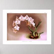Crispum de Odontoglossum Impresiones
