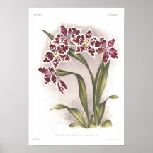 Crispum de Odontoglossum Posters