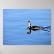 Cristatus del Podiceps, pequeño Poster