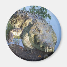 croc imán para frigorífico
