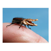 Crocobug Postal